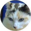 txus Burgos profile picture